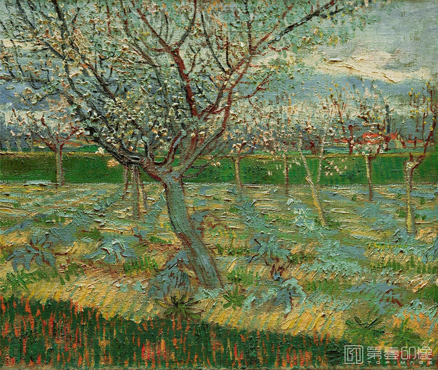 油画-文森特·威廉·梵高 Vincent Willem van Gogh-Apricot Trees in Blossom-021